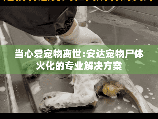 当心爱宠物离世:安达宠物尸体火化的专业解决方案 当心爱宠物离世:安达宠物尸体火化的专业解决方案