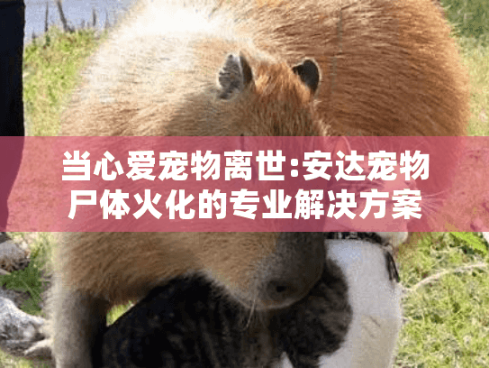 当心爱宠物离世:安达宠物尸体火化的专业解决方案 当心爱宠物离世:安达宠物尸体火化的专业解决方案