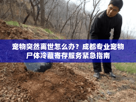 宠物突然离世怎么办？成都专业宠物尸体冷藏寄存服务紧急指南