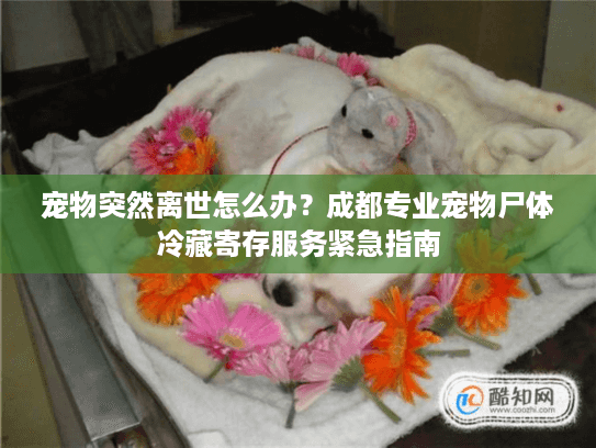 宠物突然离世怎么办？成都专业宠物尸体冷藏寄存服务紧急指南