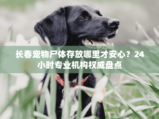 长春宠物尸体存放哪里才安心?24小时专业机构权威盘点 长春宠物尸体存放哪里才安心?24小时专业机构权威盘点