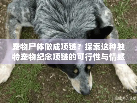 宠物尸体做成项链？探索这种独特宠物纪念项链的可行性与情感意义
