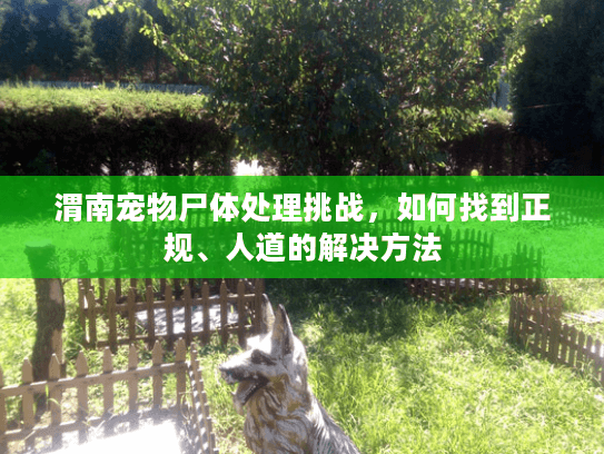 渭南宠物尸体处理挑战，如何找到正规、人道的解决方法