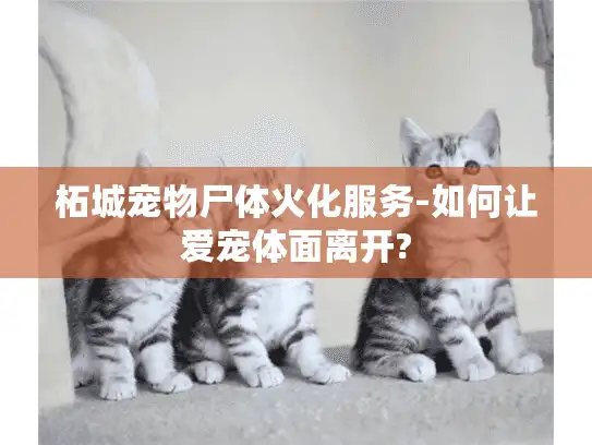 柘城宠物尸体火化服务-如何让爱宠体面离开?