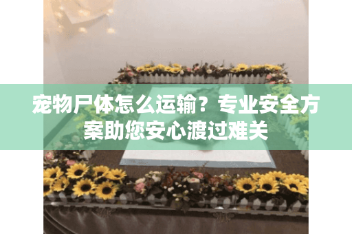 宠物尸体怎么运输？专业安全方案助您安心渡过难关