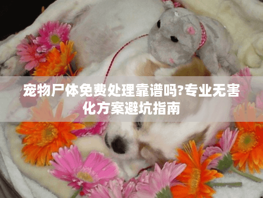 宠物尸体免费处理靠谱吗?专业无害化方案避坑指南