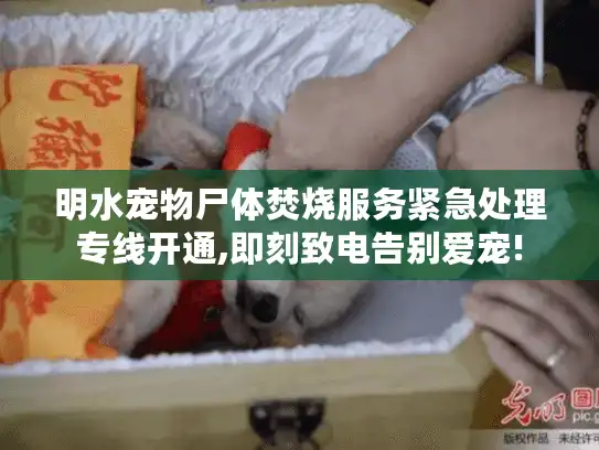 明水宠物尸体焚烧服务紧急处理专线开通,即刻致电告别爱宠!