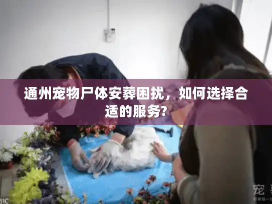 通州宠物尸体安葬困扰，如何选择合适的服务?