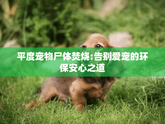 平度宠物尸体焚烧:告别爱宠的环保安心之道