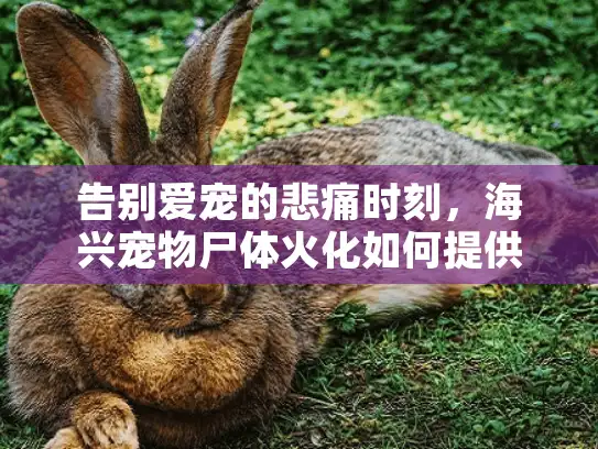 告别爱宠的悲痛时刻,海兴宠物尸体火化如何提供专业慰藉 告别爱宠的悲痛时刻,海兴宠物尸体火化如何提供专业慰藉