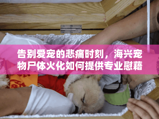 告别爱宠的悲痛时刻,海兴宠物尸体火化如何提供专业慰藉 告别爱宠的悲痛时刻,海兴宠物尸体火化如何提供专业慰藉