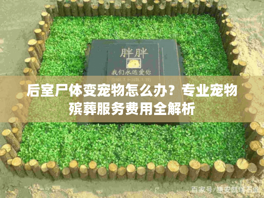 后室尸体变宠物怎么办？专业宠物殡葬服务费用全解析