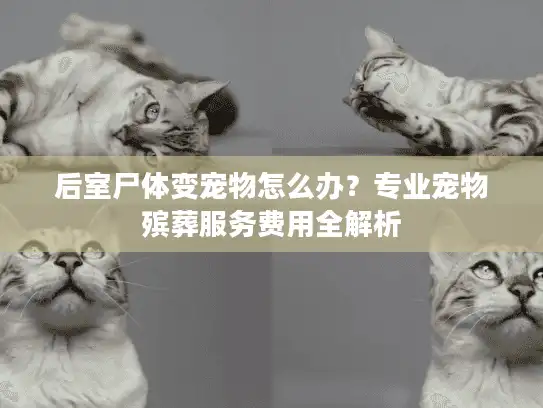 后室尸体变宠物怎么办？专业宠物殡葬服务费用全解析
