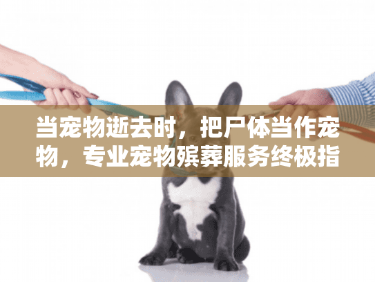 当宠物逝去时，把尸体当作宠物，专业宠物殡葬服务终极指南