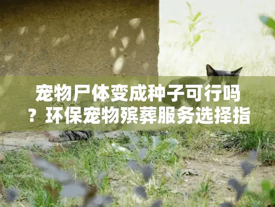 宠物尸体变成种子可行吗？环保宠物殡葬服务选择指南
