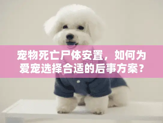 宠物死亡尸体安置，如何为爱宠选择合适的后事方案？