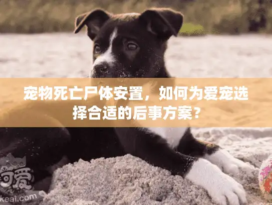 宠物死亡尸体安置，如何为爱宠选择合适的后事方案？