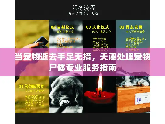 当宠物逝去手足无措，天津处理宠物尸体专业服务指南