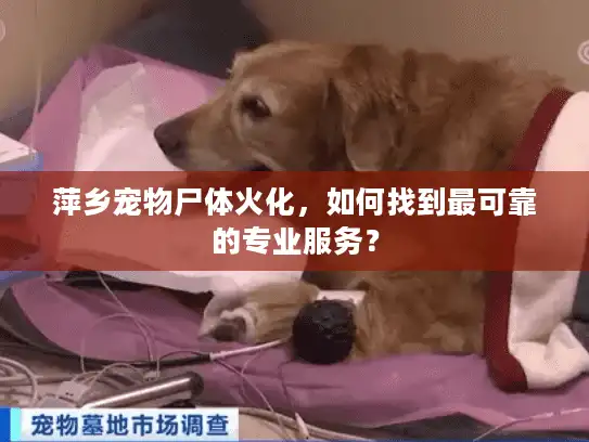 萍乡宠物尸体火化,如何找到最可靠的专业服务? 萍乡宠物尸体火化,如何找到最可靠的专业服务?