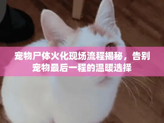 宠物尸体火化现场流程揭秘，告别宠物最后一程的温暖选择