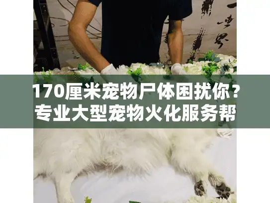 170厘米宠物尸体困扰你？专业大型宠物火化服务帮您解决