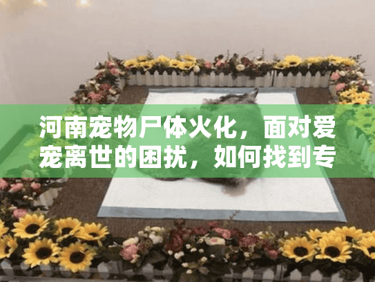 河南宠物尸体火化,面对爱宠离世的困扰,如何找到专业解决方案? 河南宠物尸体火化,面对爱宠离世的困扰,如何找到专业解决方案?
