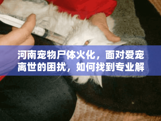 河南宠物尸体火化,面对爱宠离世的困扰,如何找到专业解决方案? 河南宠物尸体火化,面对爱宠离世的困扰,如何找到专业解决方案?