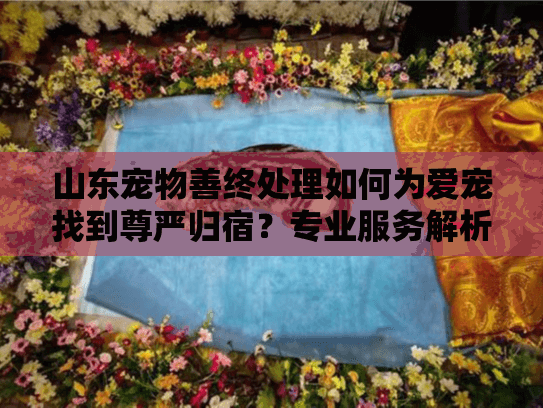 山东宠物善终处理如何为爱宠找到尊严归宿？专业服务解析