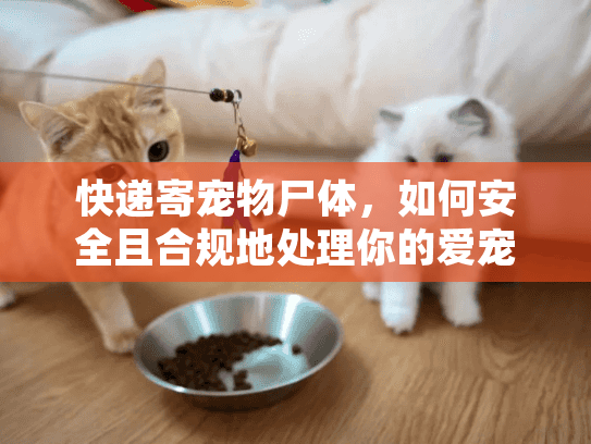 快递寄宠物尸体,如何安全且合规地处理你的爱宠遗体? 快递寄宠物尸体,如何安全且合规地处理你的爱宠遗体?