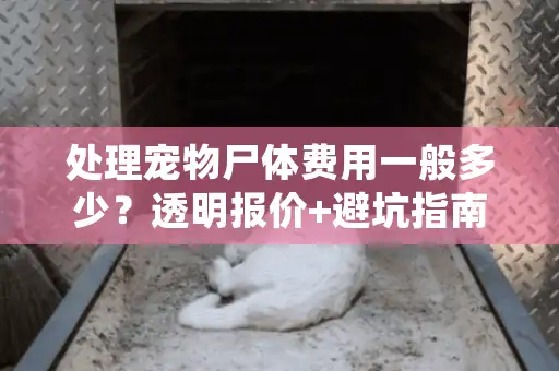 处理宠物尸体费用一般多少?透明报价+避坑指南 处理宠物尸体费用一般多少?透明报价+避坑指南