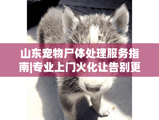 山东宠物尸体处理服务指南|专业上门火化让告别更安心