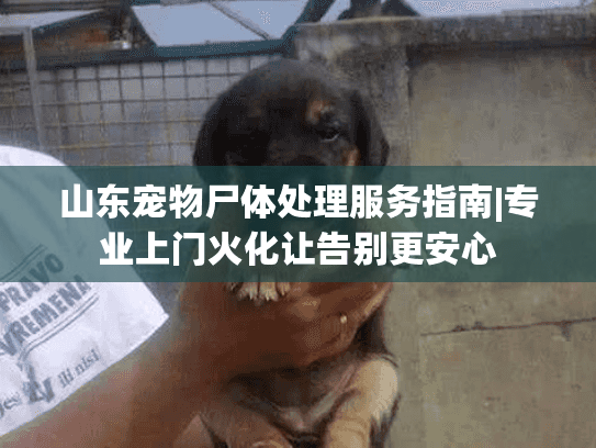 山东宠物尸体处理服务指南|专业上门火化让告别更安心