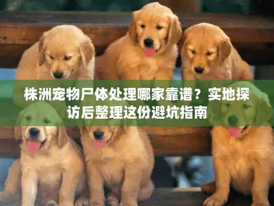 株洲宠物尸体处理哪家靠谱？实地探访后整理这份避坑指南