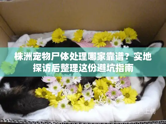 株洲宠物尸体处理哪家靠谱？实地探访后整理这份避坑指南