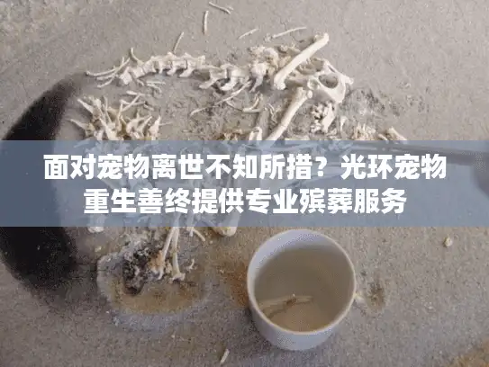 面对宠物离世不知所措?光环宠物重生善终提供专业殡葬服务 面对宠物离世不知所措?光环宠物重生善终提供专业殡葬服务