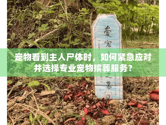 宠物看到主人尸体时，如何紧急应对并选择专业宠物殡葬服务？