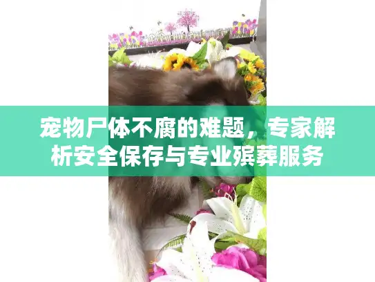 宠物尸体不腐的难题，专家解析安全保存与专业殡葬服务
