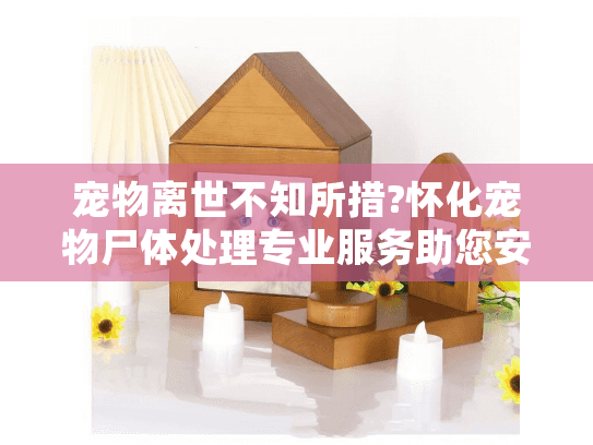 宠物离世不知所措?怀化宠物尸体处理专业服务助您安心告别