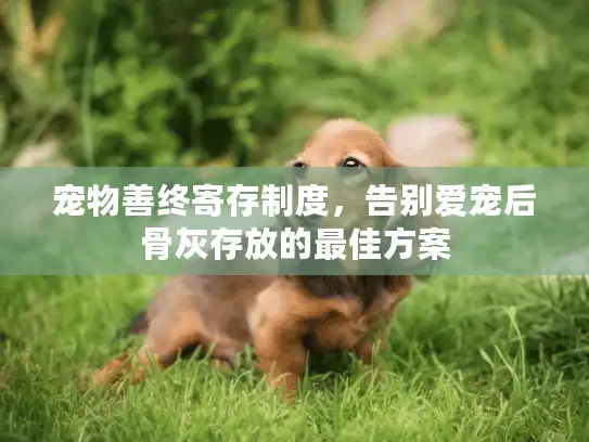 宠物善终寄存制度，告别爱宠后骨灰存放的最佳方案