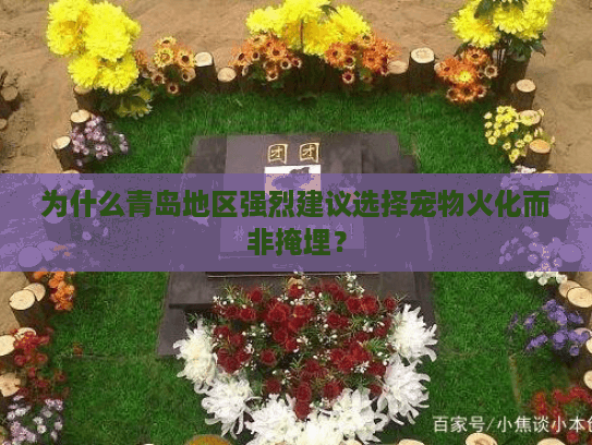 为什么青岛地区强烈建议选择宠物火化而非掩埋？