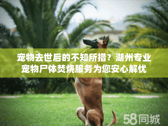 宠物去世后的不知所措？湖州专业宠物尸体焚烧服务为您安心解忧