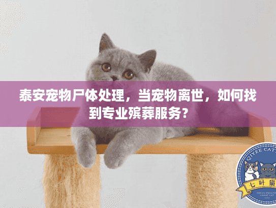 泰安宠物尸体处理，当宠物离世，如何找到专业殡葬服务？