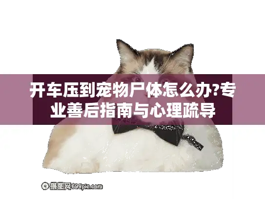 开车压到宠物尸体怎么办?专业善后指南与心理疏导