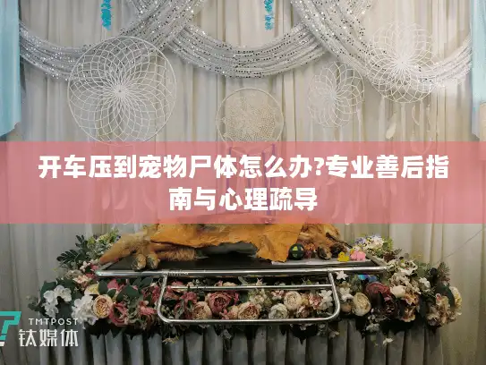开车压到宠物尸体怎么办?专业善后指南与心理疏导