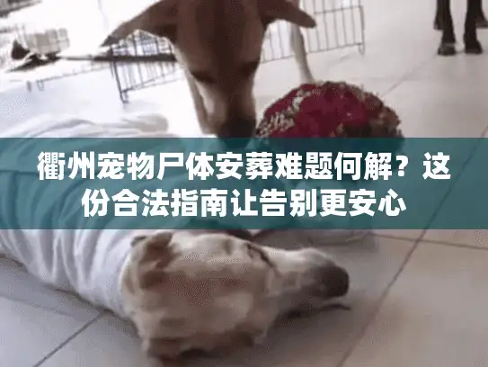 衢州宠物尸体安葬难题何解?这份合法指南让告别更安心 衢州宠物尸体安葬难题何解?这份合法指南让告别更安心