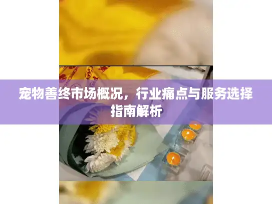 宠物善终市场概况，行业痛点与服务选择指南解析