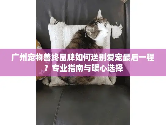 广州宠物善终品牌如何送别爱宠最后一程？专业指南与暖心选择