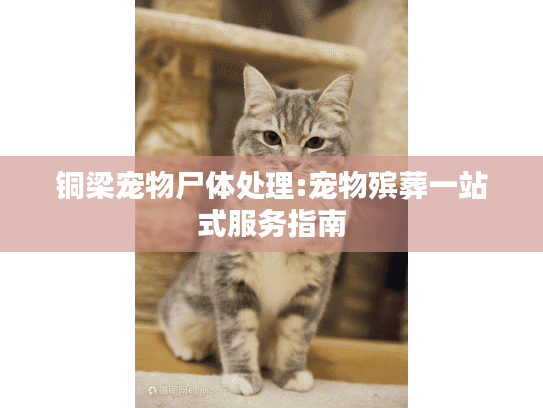 铜梁宠物尸体处理:宠物殡葬一站式服务指南