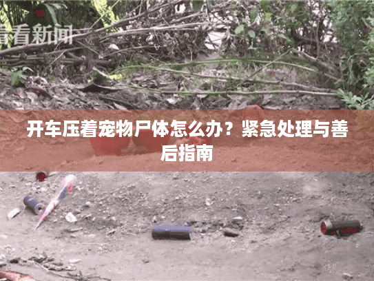 开车压着宠物尸体怎么办？紧急处理与善后指南