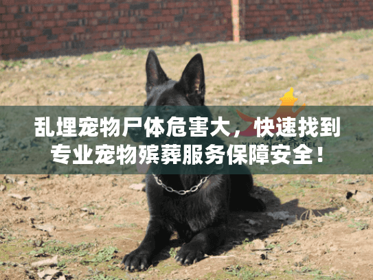 乱埋宠物尸体危害大,快速找到专业宠物殡葬服务保障安全! 乱埋宠物尸体危害大,快速找到专业宠物殡葬服务保障安全!